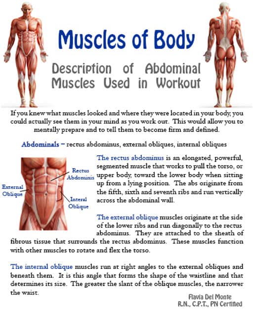 Major Muscles of The Body