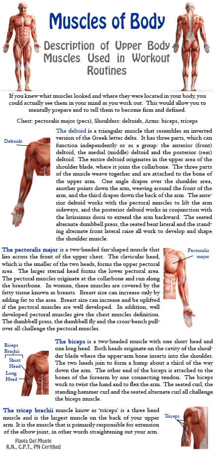Muscles-in-the-Upper-Body