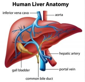 Healthy-liver